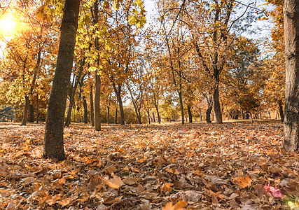 秋天城市公园 有树木和黄叶季节森林环境花园公园黄色木头风景植物叶子图片