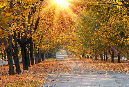 树木中间有黄叶的柏油沥青步行道公园农村黄色橙子森林活力叶子小路阳光棕色图片