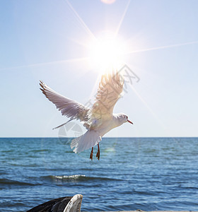 黑海 太阳光中飞行的海鸥图片