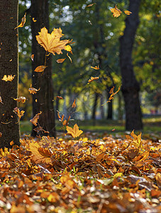 秋天公园的黄色树叶橙子花园季节季节性叶子公园森林环境背景阳光图片