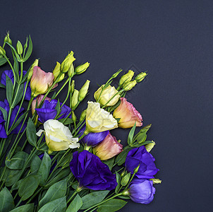 古托马利西安图斯美丽卡片黑色庆典绿色蓝色花瓣植物群白色紫色图片