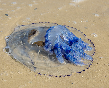 黑海海岸上死水母 在夏天的一天白色旅行动物群海岸海蜇蓝色黑色海洋野生动物脉搏图片