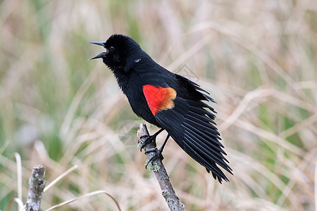 红翼黑鸟呼叫红翅黑鸟翅膀唱歌观鸟野生动物羽毛图片