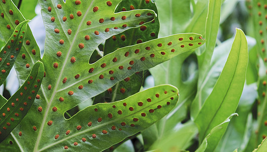 夏威夷或海绵红绿树叶后退的长发植物藻类热带风格宏观蕨类邮件装饰叶子环境图片