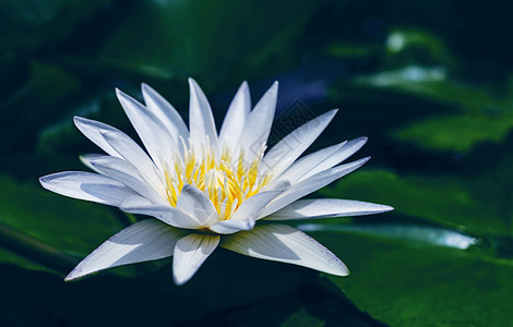 白莲花 池塘绿色叶子花园树叶百合植物群植物蓝色花瓣冥想荷花热带图片