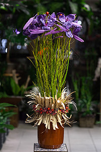 锅中的紫花温室植物风格棕色紫色金子星星磁带装饰红色图片