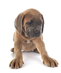 小狗可口可乐宠物工作室獒犬棕色动物甘蔗背景图片