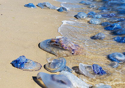 黑海沿岸的死水母和活水母支撑海岸野生动物环境脉搏海蜇危险根瘤菌蓝色海浪图片