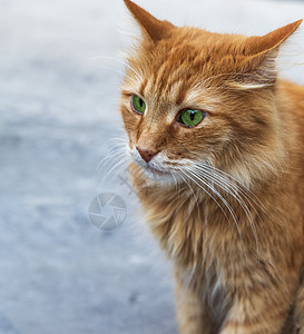 一只绿眼红毛猫的肖像图片