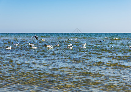 在黑海海浪上漂浮的 白海鸥群图片