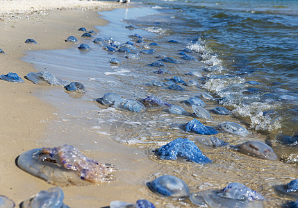 黑海海岸上许多死水母和活生生的水母图片