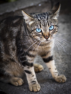 白斑猫 蓝色眼睛坐在沥青上图片