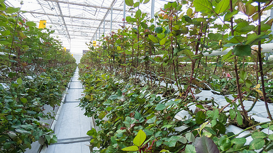 特写温室床绿色植物玫瑰花园土壤园艺地面植物群生产农场栽培图片