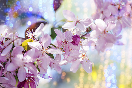 装饰樱桃和粉红花的分支植物叶子太阳美丽绿色粉色红色紫色植物群季节图片