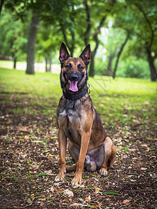 比利时张开嘴坐在绿色上g警卫哺乳动物毛皮牧羊犬犬类棕色公园黑色宠物舌头图片