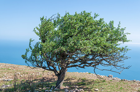 伊利亚斯-卡亚山上的旧梨树图片