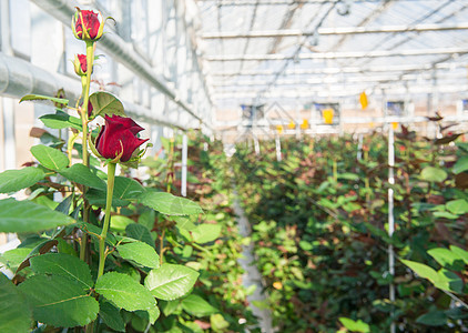 有花朵的温和的玫瑰花技术农业房子生长水培植物花瓣文化农场园艺图片