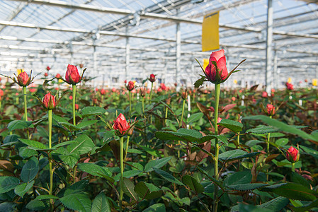 有花朵的温和的玫瑰花玻璃栽培收成园艺农场文化房子叶子农业植物群图片