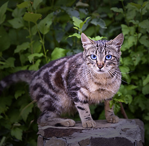 绿色树丛背景的街头小狗猫图片