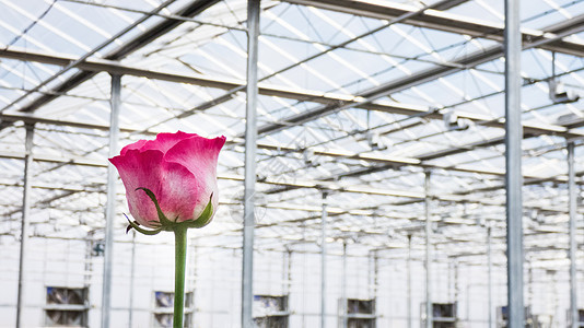 有花朵的温和的玫瑰花农场收成植物玻璃技术生长水培玫瑰植物群叶子图片