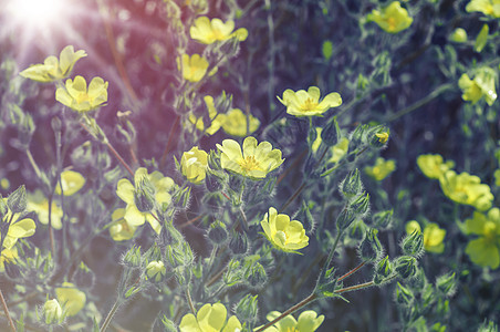 夏日盛开的黄花图片