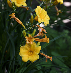 夏日的黄黄色花朵萱草植物场地叶子花园百合绿色季节植物群图片