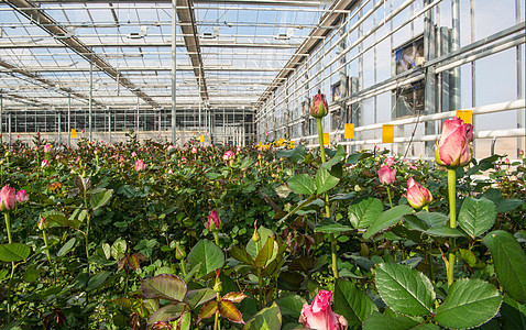 有花朵的温和的玫瑰花植物群植物玻璃生长园艺收成技术叶子农业玫瑰图片