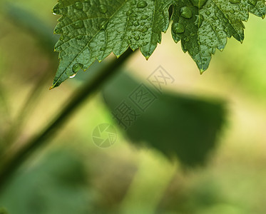 绿葡萄叶 带水滴图片