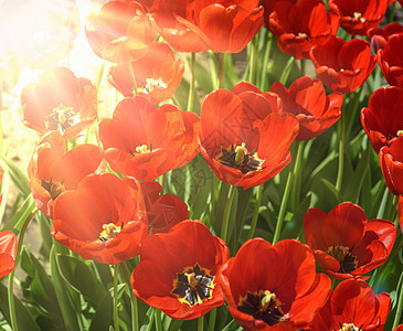明日光照耀的阳光下盛开的红色郁金香图片
