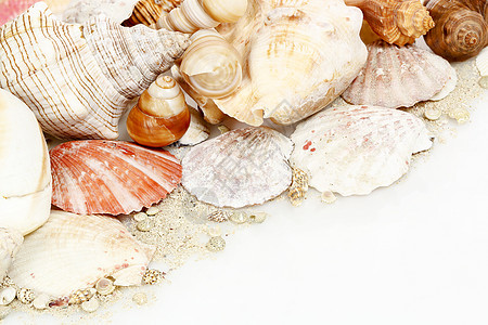 白贝壳生活漩涡收藏动物脊椎动物海洋生物扇贝贝类海洋甲壳图片