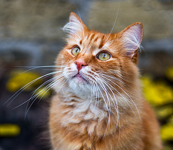 街上一只小红猫的肖像宠物黄色毛皮橙子头发虎斑动物背景图片