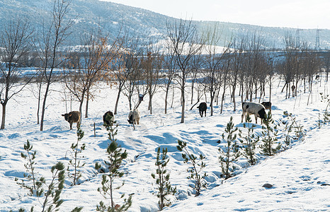 雪中的奶牛山脉场景场地天气木头农业晴天风景白色野生动物图片