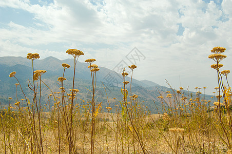 燕座和山岳之间蓝色荒野植物环境植物群草地晴天天空农村场地图片