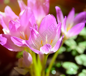 明日的光芒中粉红花朵图片