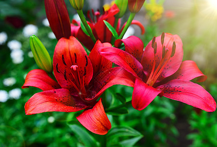 红百合花在光线中的花园中开花图片