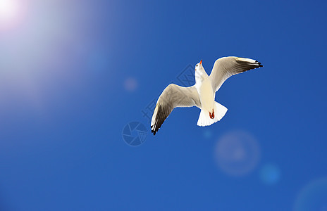 白海鸥在天空中飞翔蓝色野生动物团体羽毛自由海鸟海鸥太阳荒野白色图片