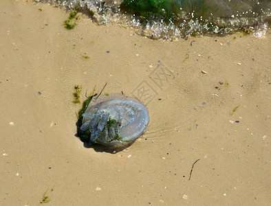 被海浪喷射的死水母图片