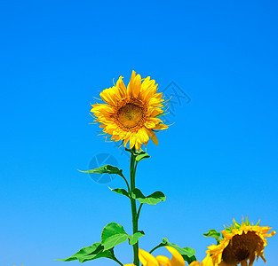 黄向日葵对着清蓝的天空背景图片