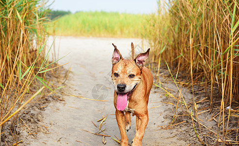 红美国斗牛坑假期鼻子宠物海滩危险红色男生快乐猎犬微笑图片