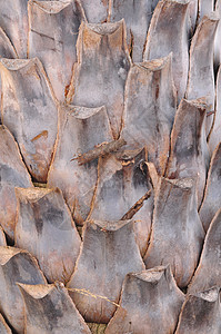 老棕榈树树皮背景的图案有裁剪叶子皮肤画幅花园棕色植物木头部分图片