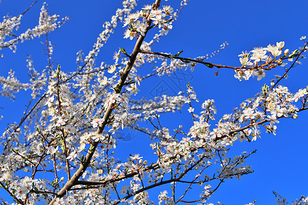 春时盛开的美丽的樱桃树和梅花树花园晴天花束天空李子蓝色植物叶子花瓣季节图片