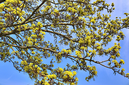 春时盛开的美丽的樱桃树和梅花树宏观果园李子玉兰种子天空叶子植物群花束对角线图片