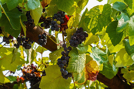 一群葡萄 在绿树中成成熟的农业酒厂浆果晴天衬套植物藤蔓农场阳光植物学图片