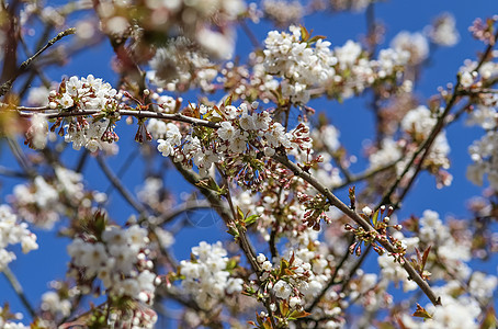 春时盛开的美丽的樱桃树和梅花树花束植物群晴天花瓣蓝色生长枝条天空玉兰果园图片