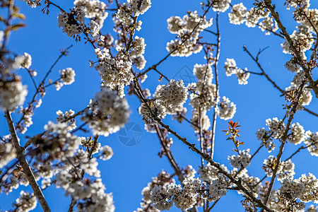 春时盛开的美丽的樱桃树和梅花树枝条晴天蓝色果园玉兰植物天空花束李子种子图片
