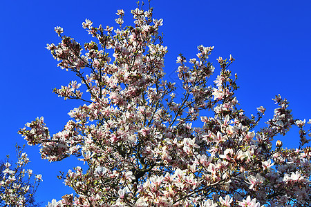 春时盛开的美丽的樱桃树和梅花树叶子季节生长花束植物李子蓝色花瓣花园枝条图片