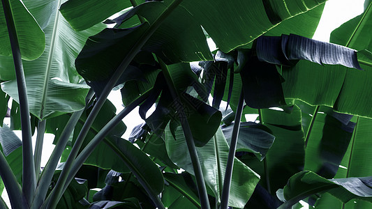 热带树叶背景背景情况 在花园的香蕉树上季节森林农业环境荒野墙纸叶子植物绿色生长图片