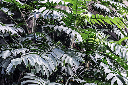 热带植物在花园里的叶背景树叶林木情调丛林森林季节绿色异国环境花园图片