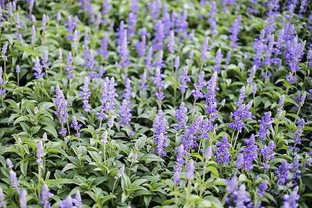 花园里的蓝色沙拉维亚紫色花朵丹参公园装饰园艺叶子风格绿色植物树叶蓝色图片