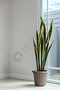 家中的桑塞维里亚或蛇植物阳光树叶窗户花瓶房间日光玻璃风格水泥塑料图片